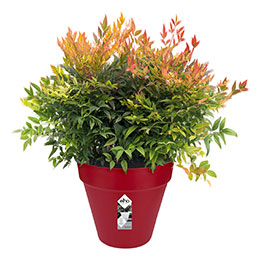 Loft Urban Round  D.50 H.44  Fruits Rouges Elho
